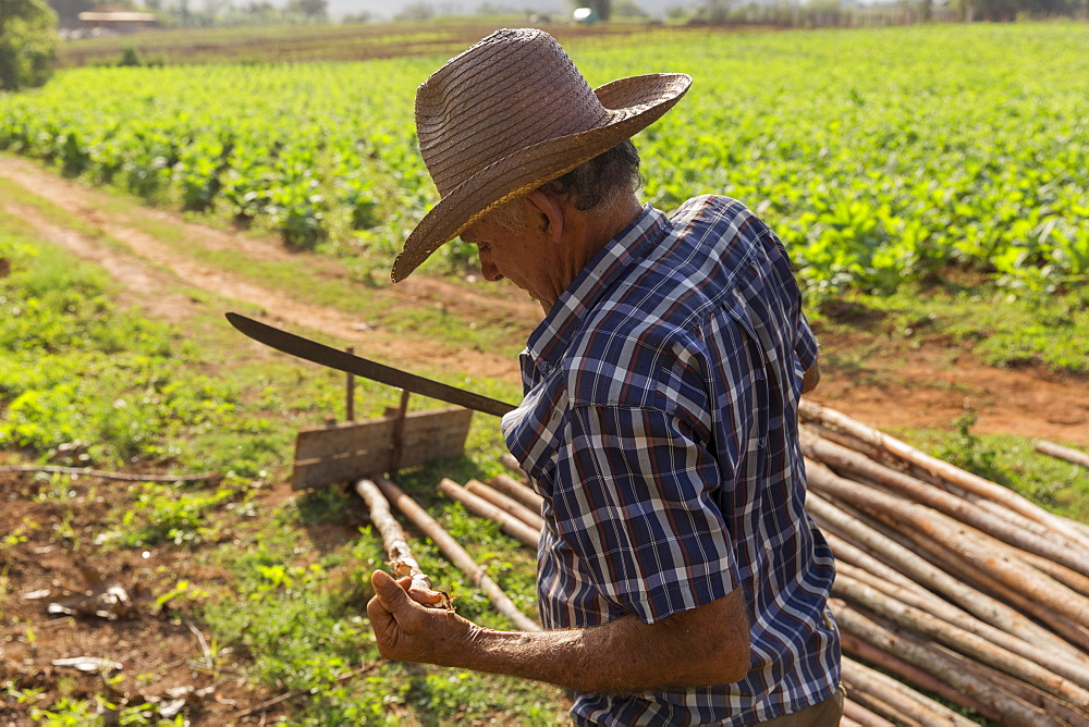 Side view waist up shot of farmer working at farm, Vinales, Pinar del Rio Province, Cuba