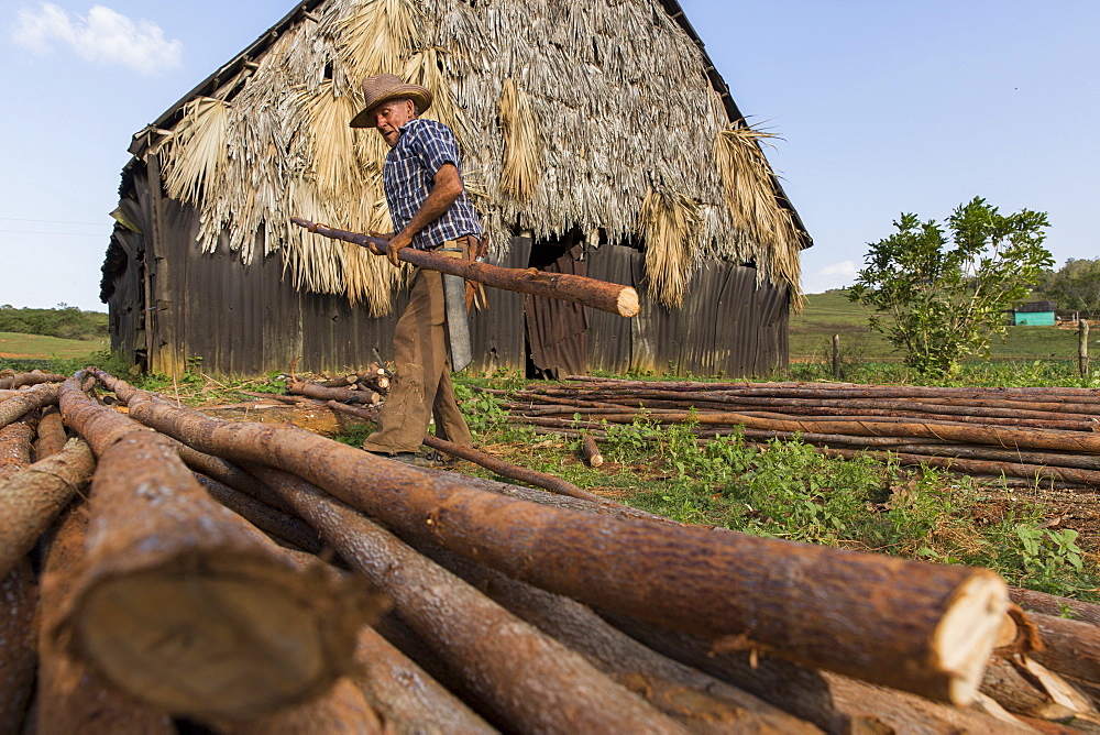 Farmer carrying log while working at farm, Vinales, Pinar del Rio Province, Cuba