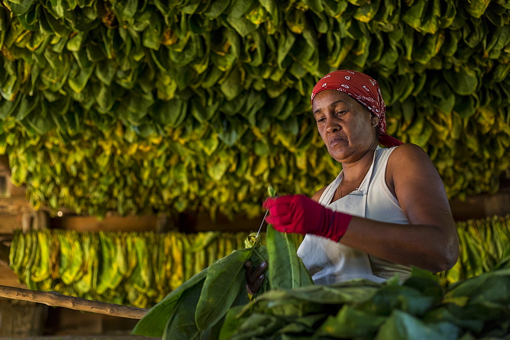 Mature woman wearing headscarf threading and drying tobacco leaves, Vinales, Pinar del Rio Province, Cuba