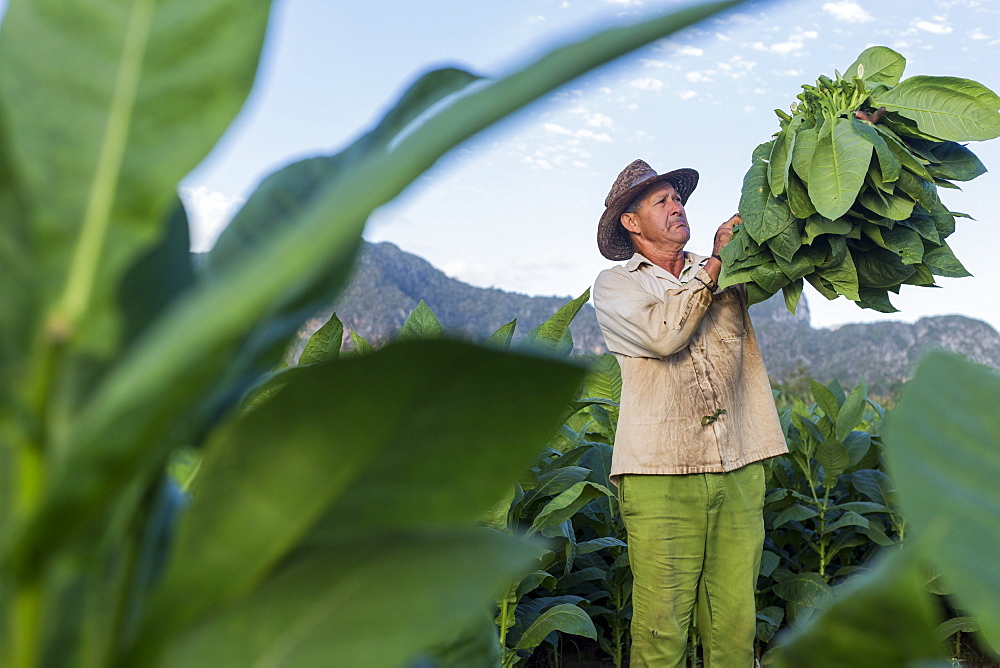 Male worker harvesting tobacco leaves in plantation, La Palma, Pinar del Rio Province, Cuba