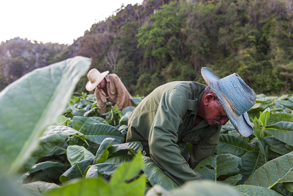 Two men harvesting tobacco leaves in plantation, Vinales, Pinar del Rio Province, Cuba