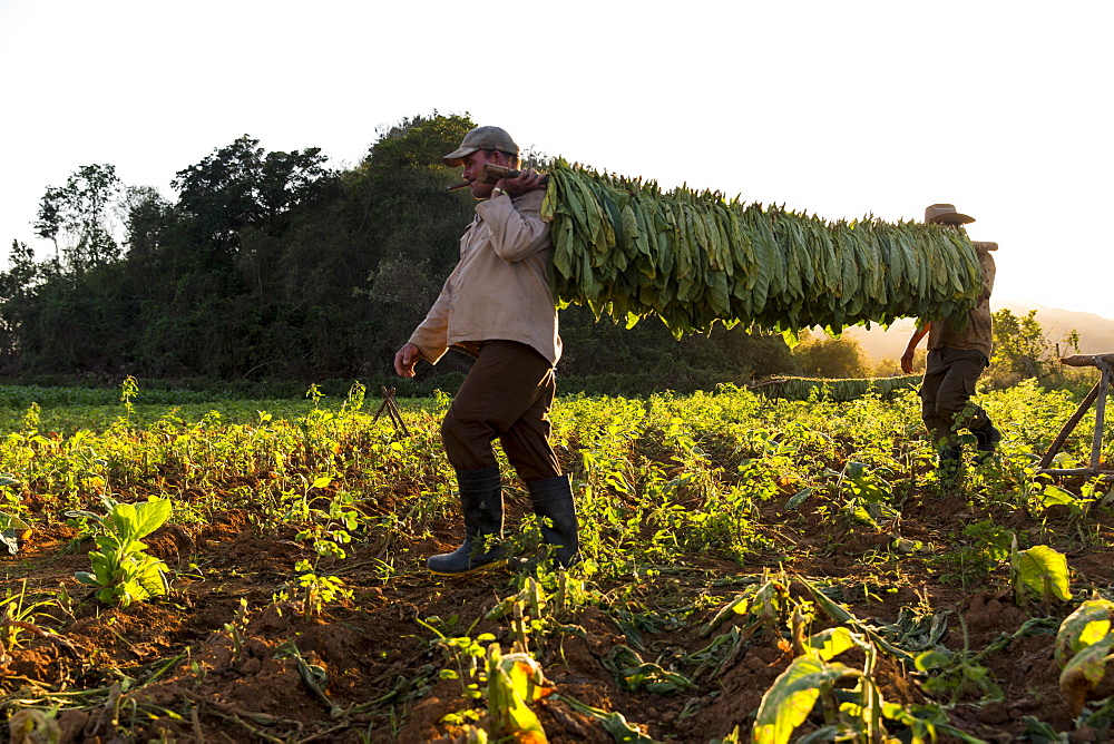 Two men carrying tobacco leaves in plantation, Vinales, Pinar del Rio Province, Cuba