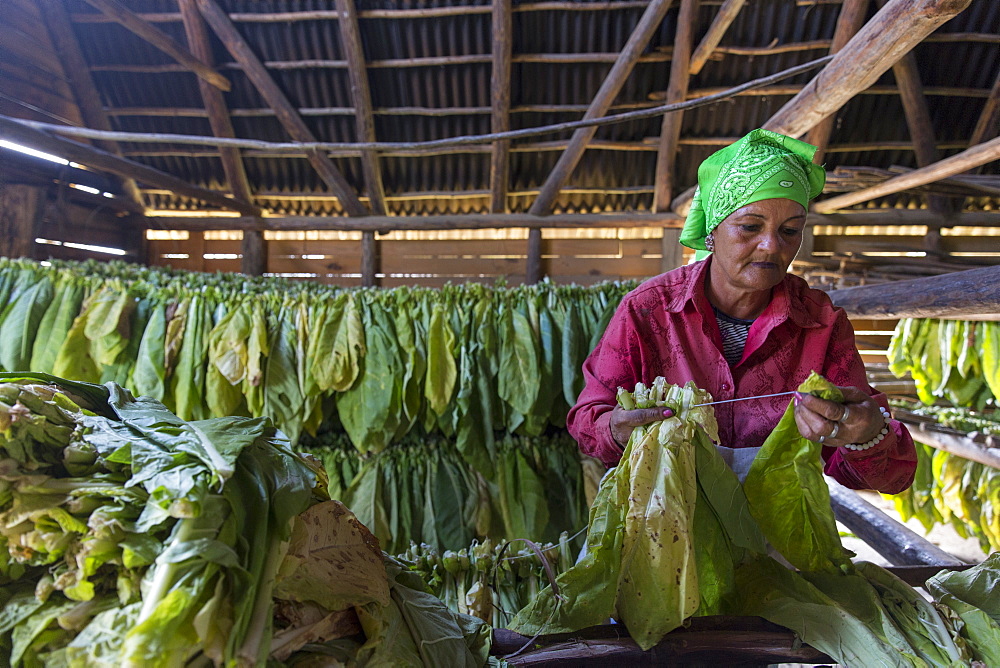 Mature woman wearing headscarf threading and drying tobacco leaves, Vinales, Pinar del Rio Province, Cuba