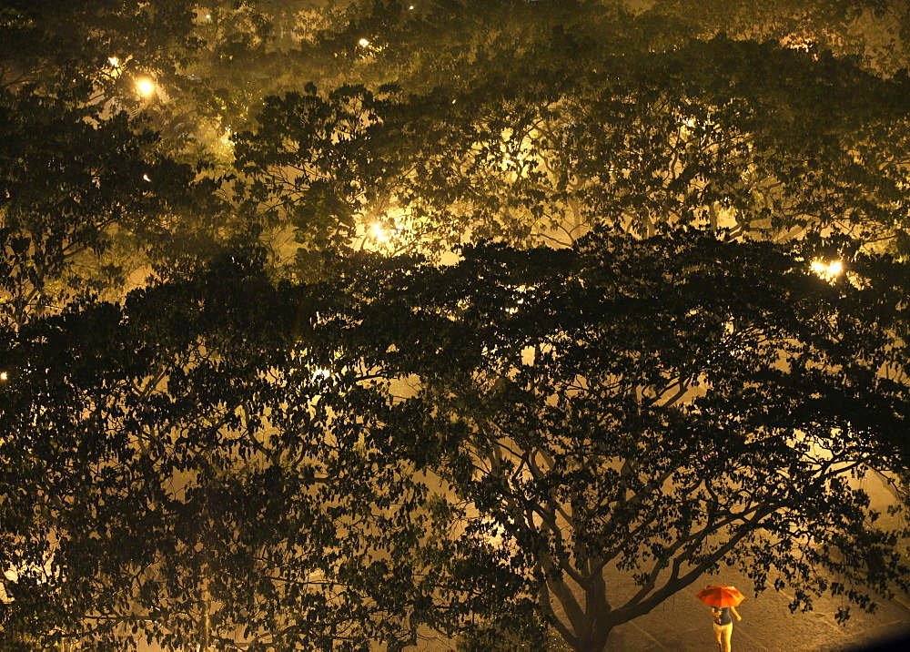 High angle view of tree and woman under red umbrella during downpour in Salcedo Park in Makati City, Makati, Manila, Philippines