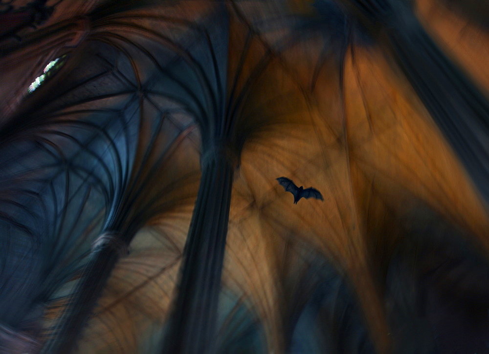 Bat flying inside San Sebastian Basilica, only all-steel church in Asia, Quiapo, Manila, Philippines