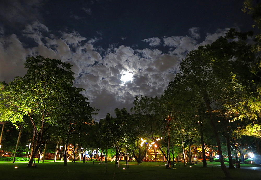 View of trees in Ayala Triangle Park at night in Makati, Philippines