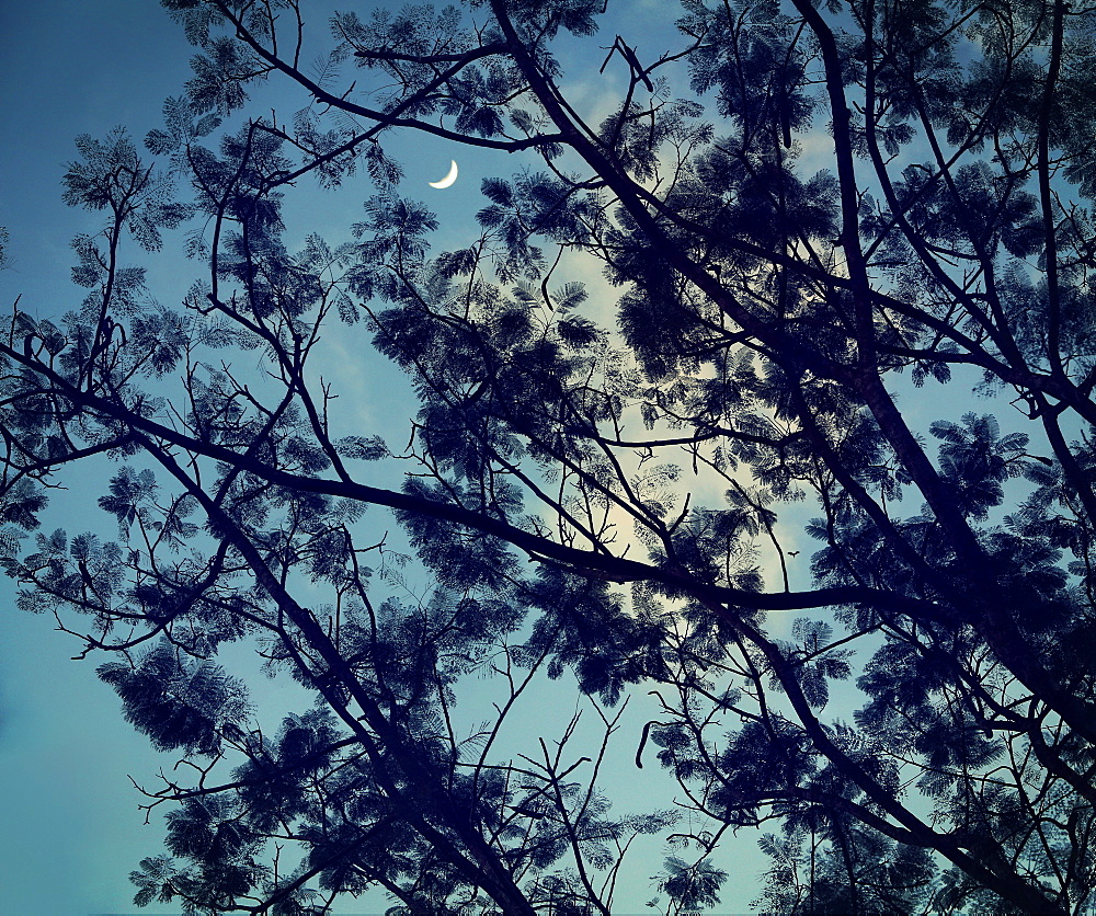 Silhouette of branches of tree against sky at night, Manila, Luzon Island, Philippines