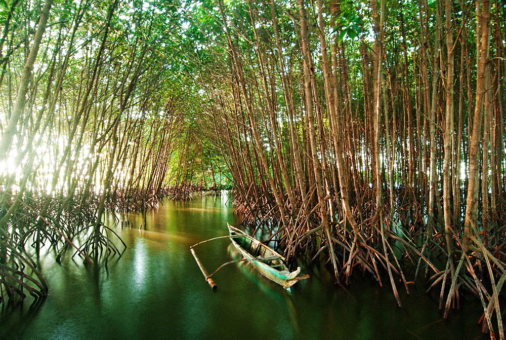 Canoe between mangrove Philippines trees at daytime, New Washington, Aklan, Philippines