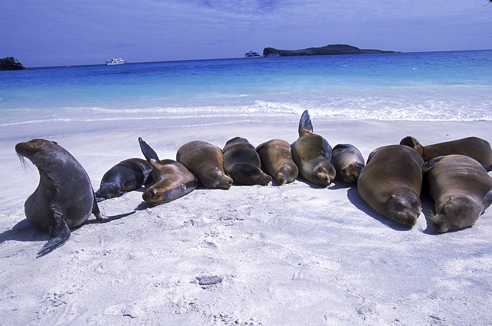 Sea lions on the beach, Galapagos.