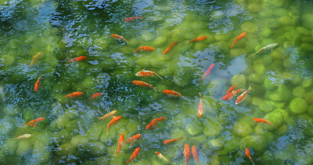 Koi fish in pond with clear water and stones in bottom, Tokyo, Japan