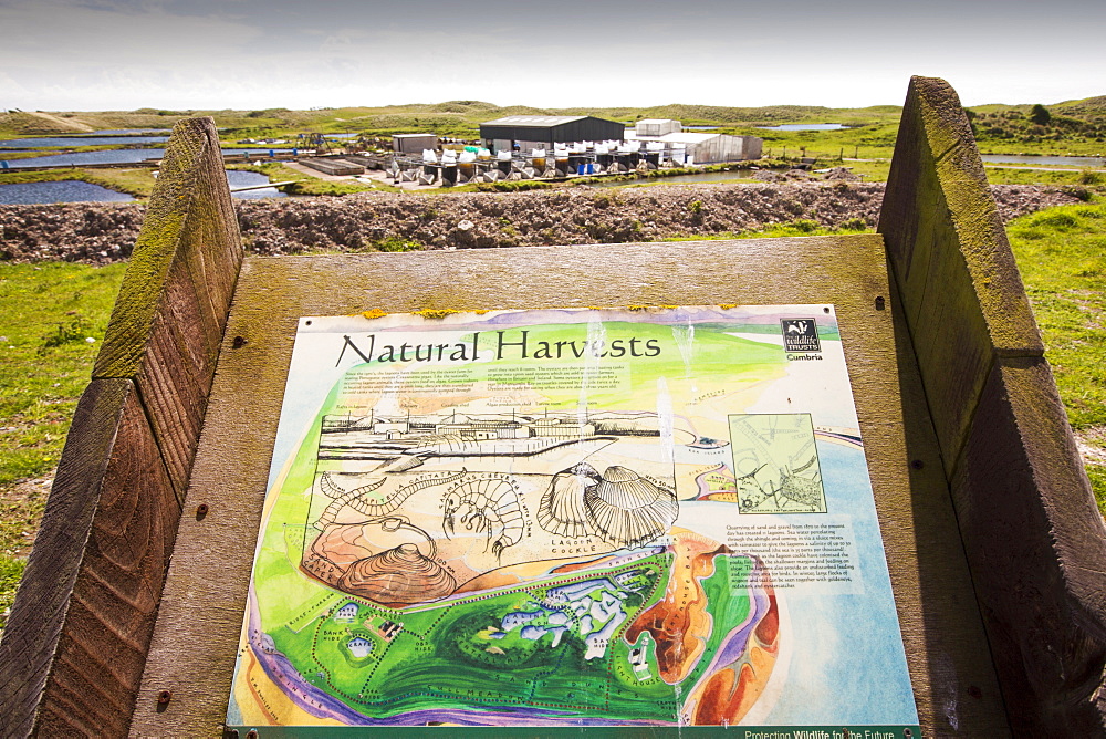 An Oyster farm on South Walney Island, Cumbria, UK.