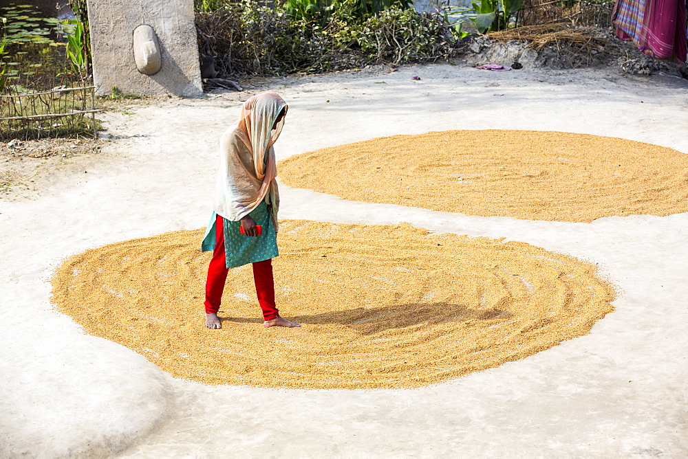 A woman drying her rice crop in the Sunderbans, Ganges, Delta, India, the area is very low lying and vulnerable to sea level rise.