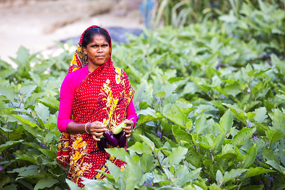 A subsistence farmer picking Aubergines from their vegetable garden in the Sunderbans, Ganges, Delta, India, the area is very low lying and vulnerable to sea level rise.