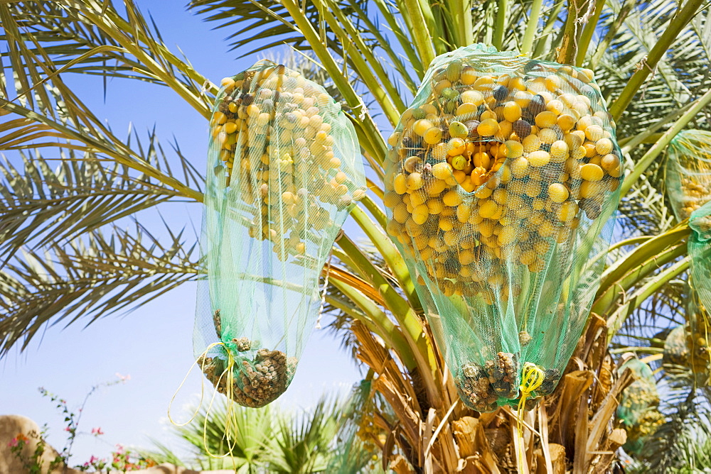 Date palm tree with nets covering ripe fruit, Wadi Rum, Aqaba Governorate, Jordan