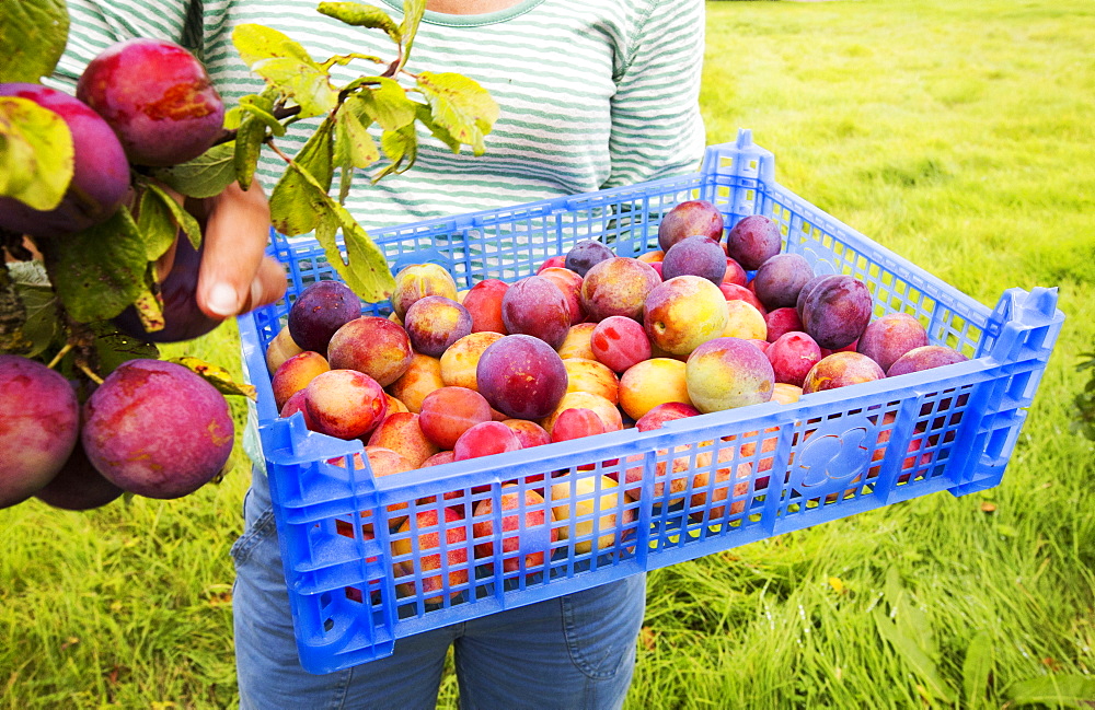 A woman picking Plums growing in an orchard near Pershore, Vale of Evesham, Worcestershire, UK.