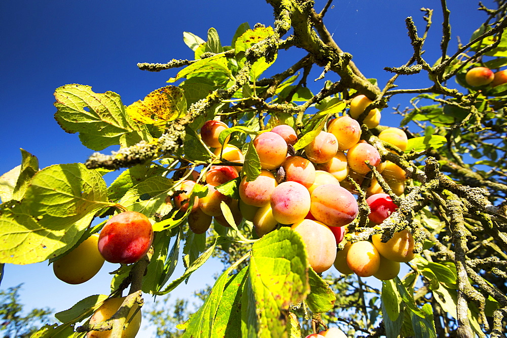 Plums growing in an orchard near Pershore, Vale of Evesham, Worcestershire, UK.