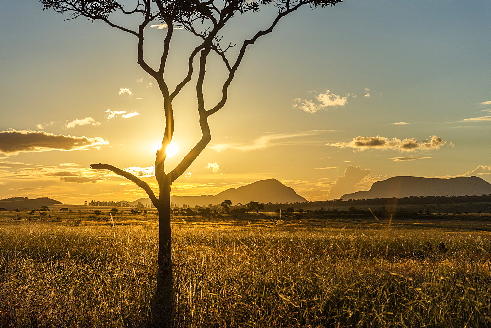 Sunset on beautiful cerrado vegetation landscape with tree silhouette, Chapada dos Veadeiros, Goias, Brazil