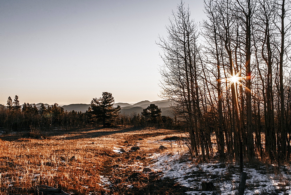 Autumn landscape with trees at sunrise, :Steamboat, Colorado, USA