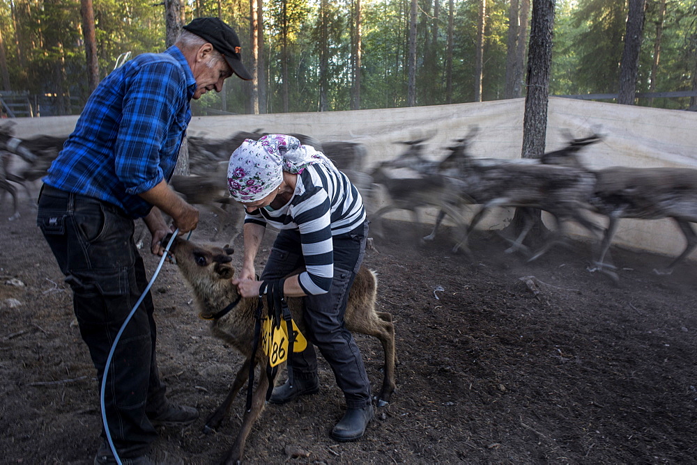 Each summer the Sami reindeer herders of Northern Scandinavia face the challenge of ear-marking each of the new calves born to their herd. Using the ancient mark of their family, the small carvings made in the ears allow the herders to recognise their herd whilst they graze. It's a daunting task given the number of reindeer they are responsible for and the vast distances they cover as they graze across the mountain pastures north of the Arctic Circle.Sweden?????s indigenous Sami reindeer herders are demanding state aid to help them cope with the impact of this summer?????s unprecedented drought and wildfires, saying their future is at risk as global warming changes the environment in the far north. The Swedish government this week announced five major investigations aimed at preparing the country for the kind of extreme heatwave it experienced in July, when temperatures exceeded 30C (86F) and forest fires raged inside the Arctic circle.