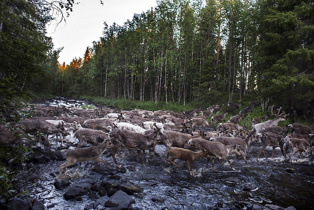 Each summer the Sami reindeer herders of Northern Scandinavia face the challenge of ear-marking each of the new calves born to their herd. Using the ancient mark of their family, the small carvings made in the ears allow the herders to recognise their herd whilst they graze. It's a daunting task given the number of reindeer they are responsible for and the vast distances they cover as they graze across the mountain pastures north of the Arctic Circle.Sweden?????s indigenous Sami reindeer herders are demanding state aid to help them cope with the impact of this summer?????s unprecedented drought and wildfires, saying their future is at risk as global warming changes the environment in the far north. The Swedish government this week announced five major investigations aimed at preparing the country for the kind of extreme heatwave it experienced in July, when temperatures exceeded 30C (86F) and forest fires raged inside the Arctic circle.