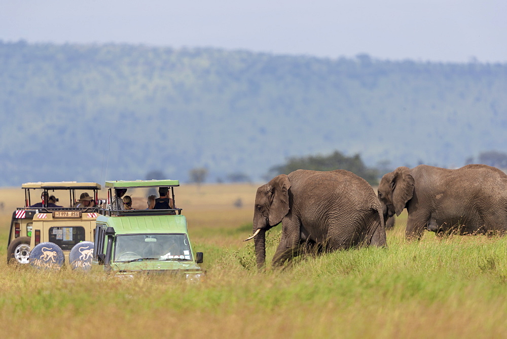 Nature photograph with view of two African elephants?(Loxodonta?africana)?near safari cars, Serengeti National Park, Mara Region, Tanzania