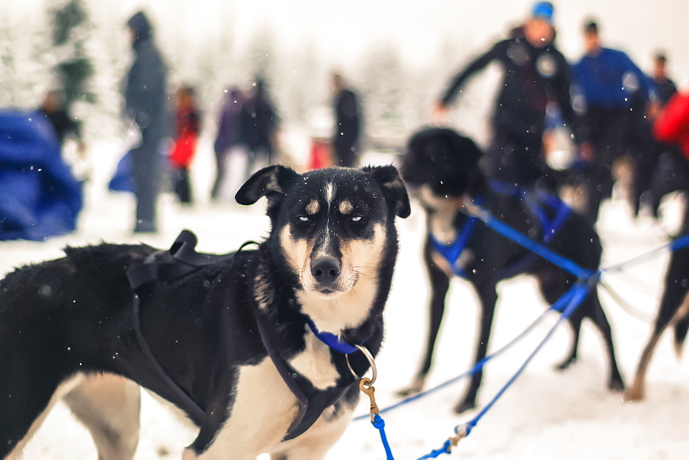 View of sled dog and people in background, Whistler, British Columbia, Canada