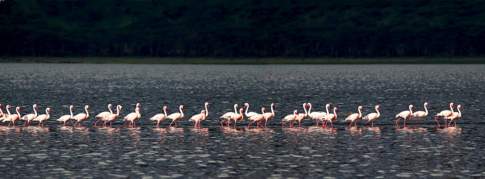 Lake Nakuru in the Flemish