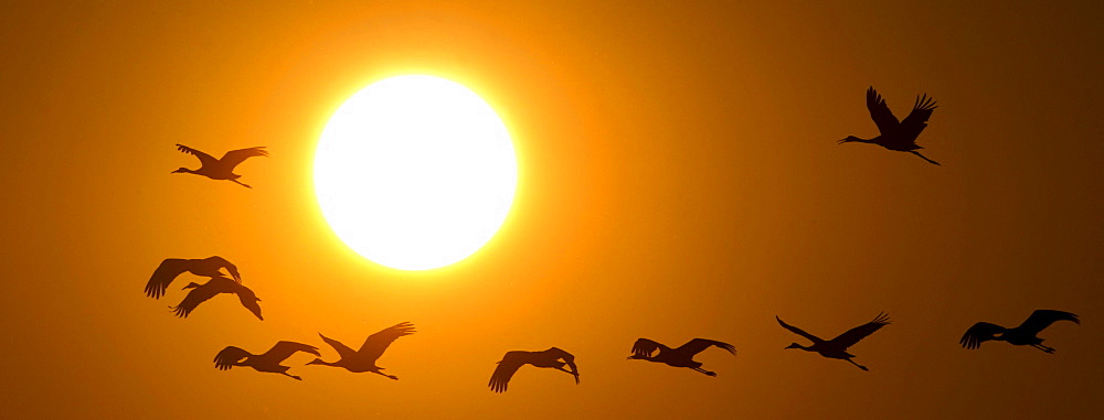 Sandhill Crane