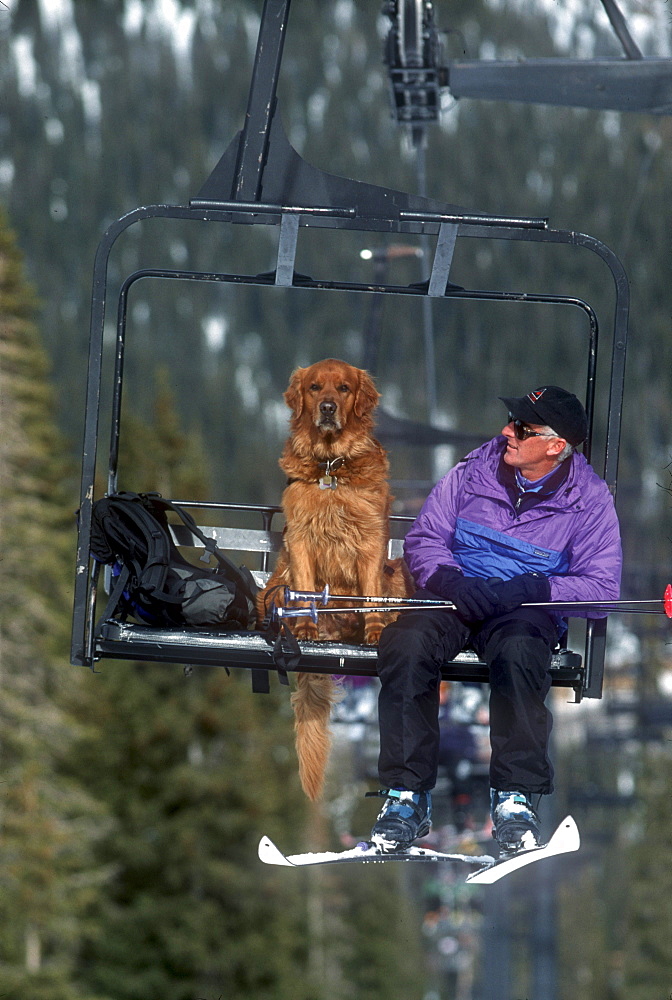 An avalanche rescue dog, trained to sniff out victims buried in avalanches, rides a chairlift with his owner, handler at Wolf Creek Ski Area near Pagosa Springs, Colorado.