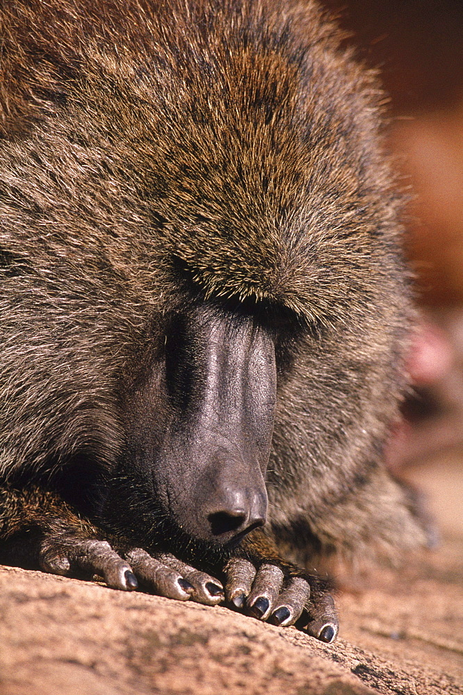 Baboon portrait, Northern Kenya