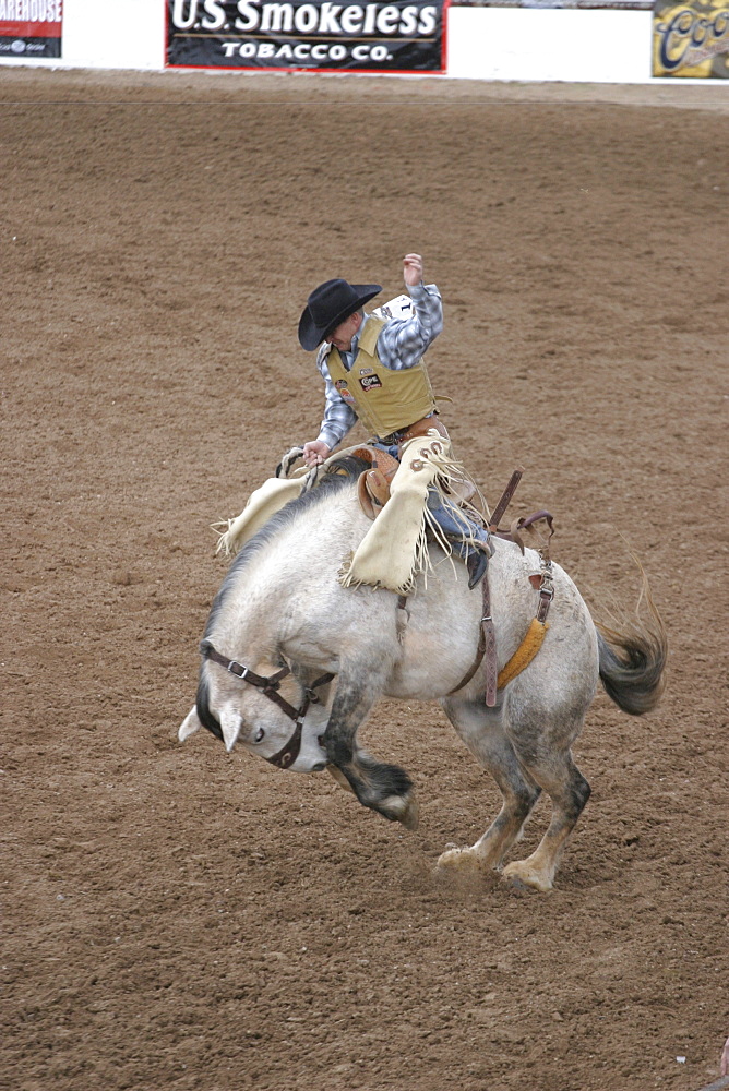 professional rodeo cowboys bare back bronco riding.