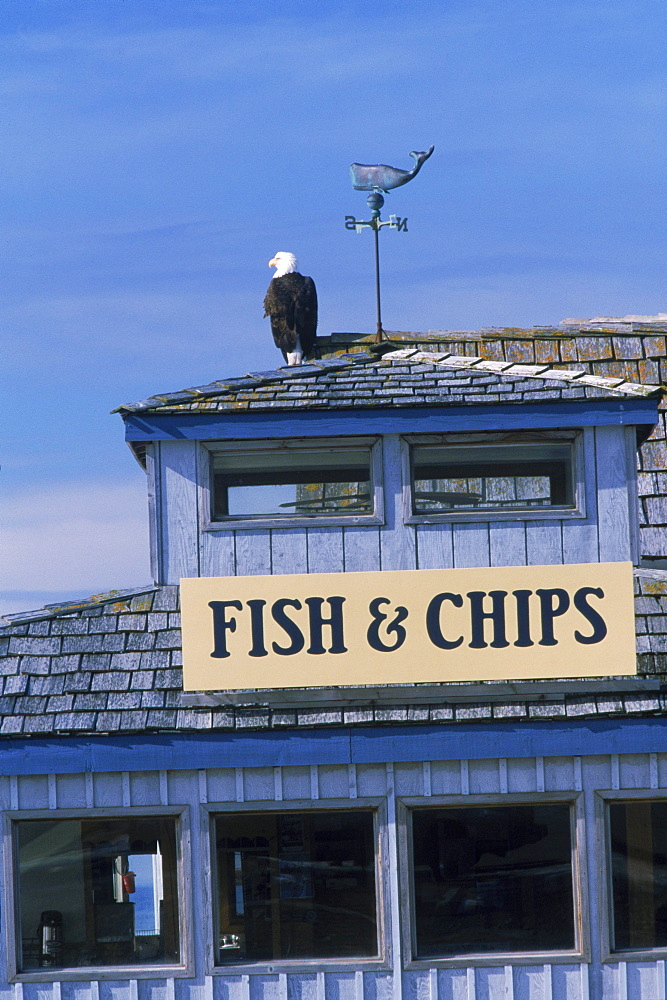 A bald eagle (Haliaeetus leucocephalus) sits atop the Boardwalk Fish and Chips restaurant on Alaska's Homer Spit.