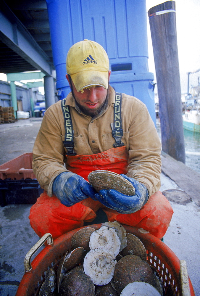 man shucking scallops from recent trip to sea on portland waterfront