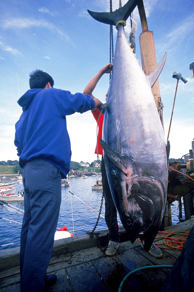 tuna buyer checking over freshly caught tuna fish for purchase for Japanese market, mackerel cove, bailey island, maine