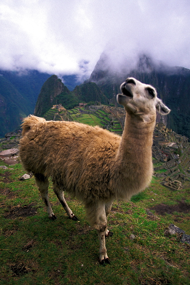 A native lama greets travelers coming to see Machu PicchuSouth America's best known and most spectacular archaelogical sights.