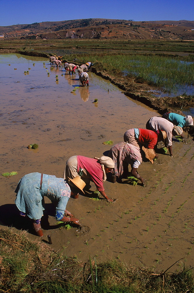 Rice planting, Madagascar.