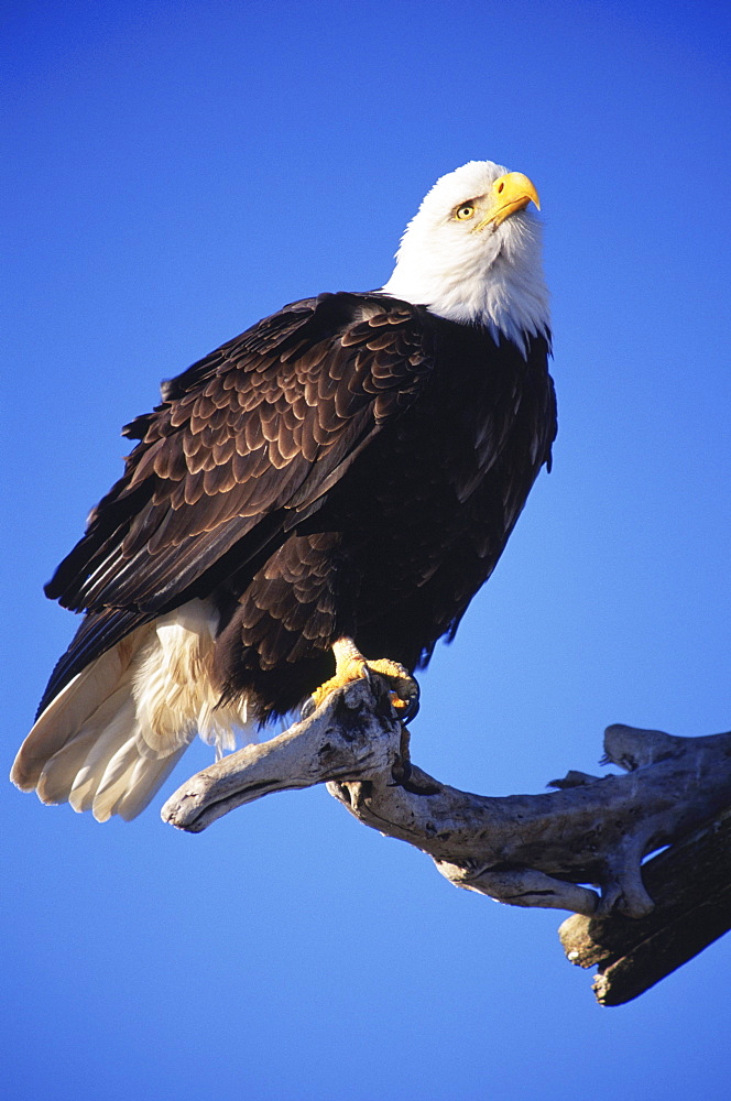 An American bald eagle (Haliaeetus leucocephalus) roosts on a dead tree snag.