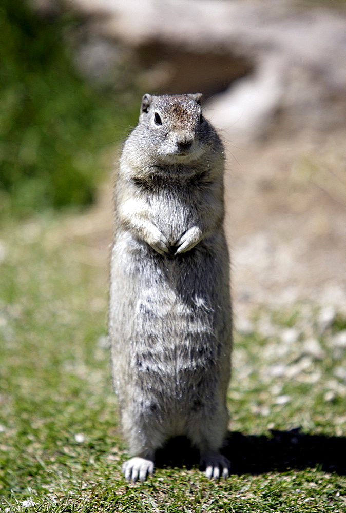 A groundhog stops for a better view in Mammoth, California  on August 22, 2006.