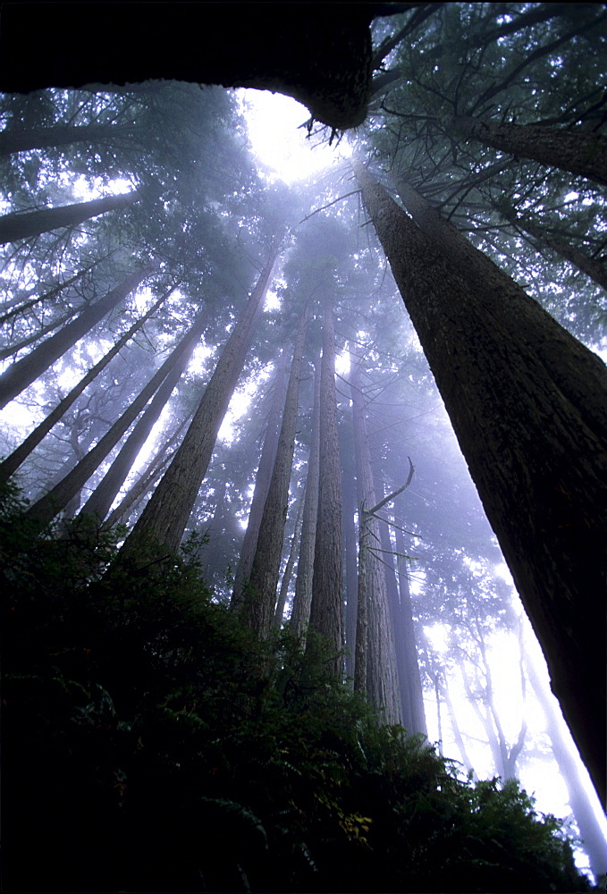 Fog and trees in Sinkyone Wilderness State Park Northern California.