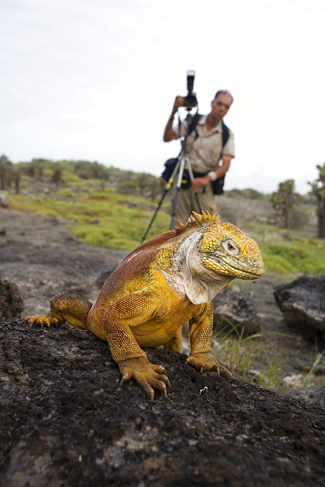 A photographer lines up a telephoto shot of a land iguana on South Plaza Island in the Galapagos.