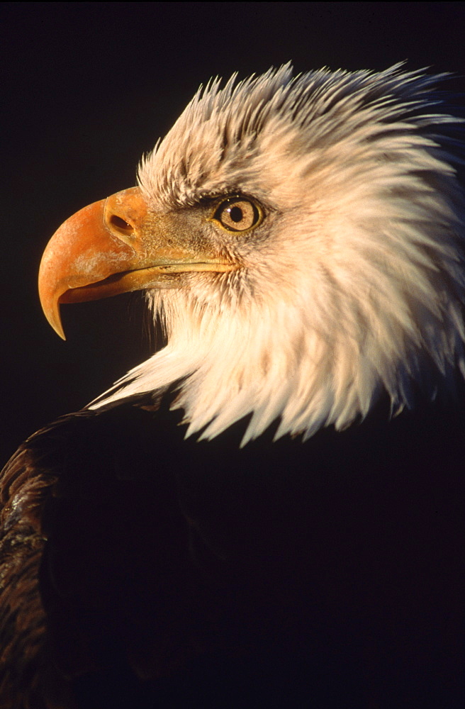 Bald Eagle (Haliaeetus leucocphalus) profile.