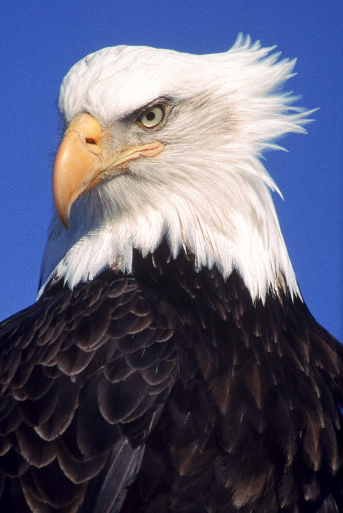 The stern gaze of an American bald eagle is captured in this close-up portrait. (Haliaeetus leucocephalus.)