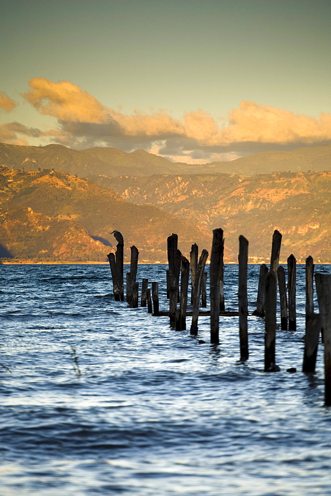 A shore bird perches on posts in Lake Atitlan, Guatemala