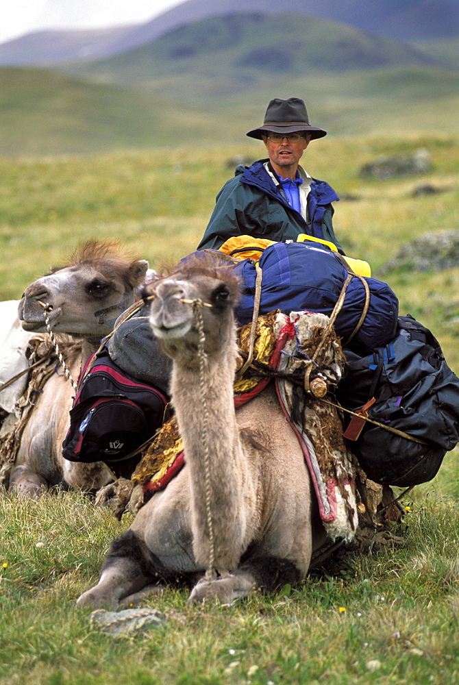 Camel packing, Altai Tavan Bogd National Park, Mongolia