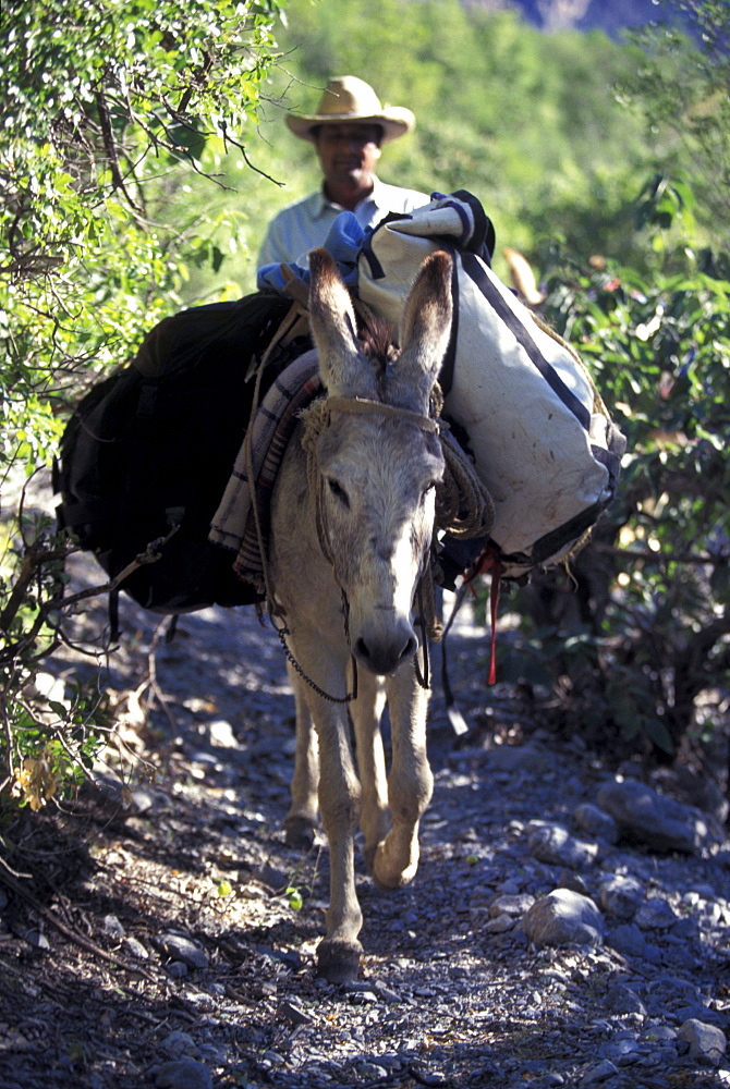 Local man walking behind a pack donkey near El Potrero Chico, Mexico.