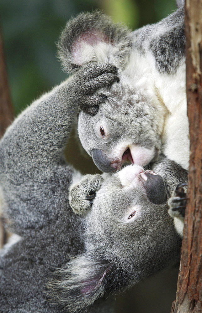 Koala Bears, Phascolarctos cinereus, fight at a zoo in Kuranda, Australia