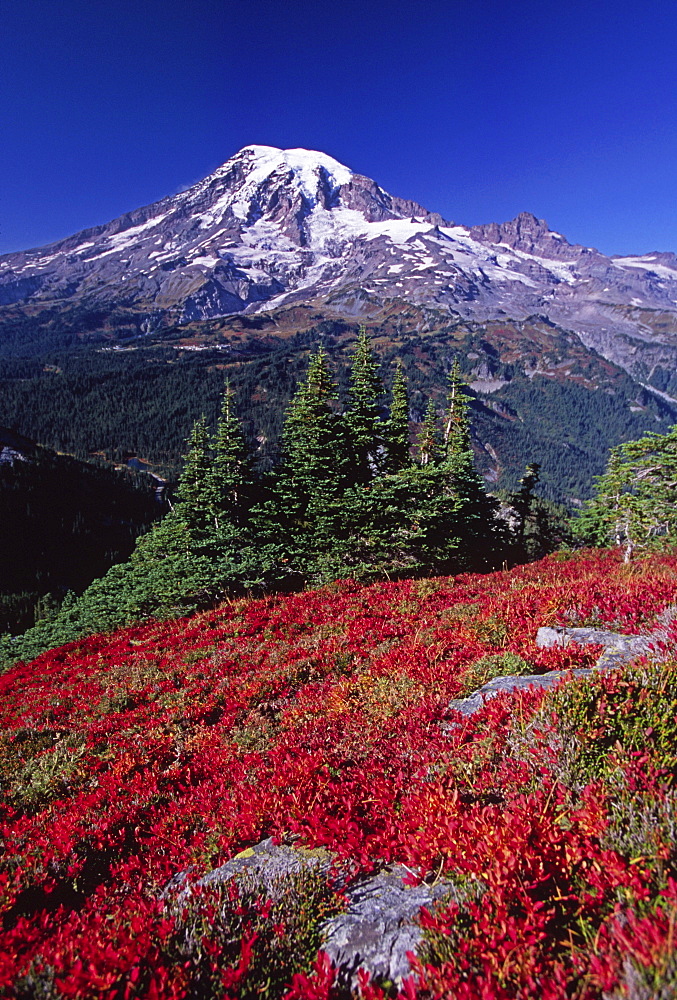 Mountain blueberries turn bright red during fall in Mt. Rainier National Park, Washington