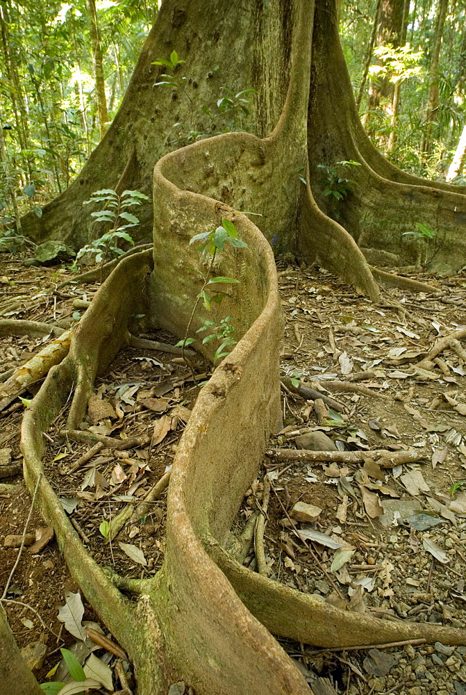 The sprawling buttress root system of a rainforest tree. Mary Caincross reserve, Queensland, Australia.