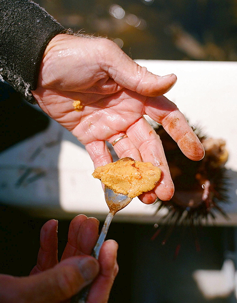 Peter Halmay (71) a former engineer turned sea urchin diver in San Diego,  Ca.,  displays a portion of his catch onboard his boat after his second dive of the day. According to many,  the best urchins - the big Pacific Reds - come from the kelp forests of