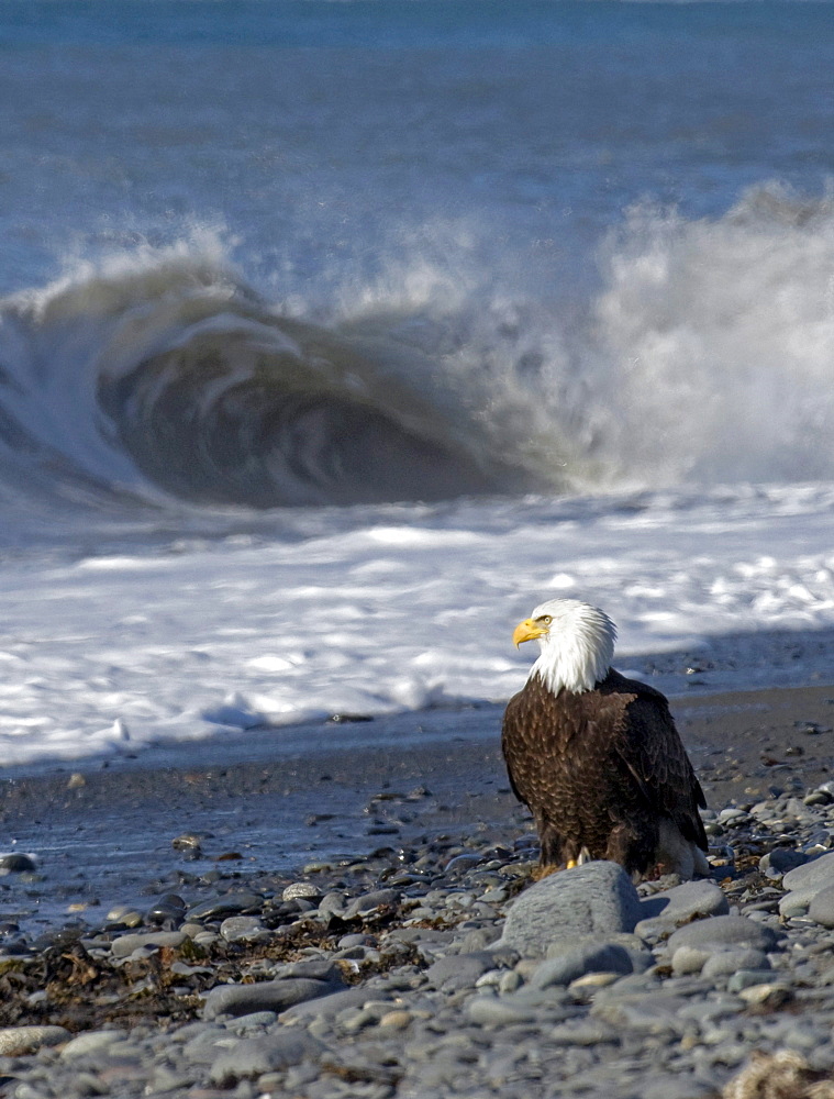 American Bald Eagle stands on the rocky beach watching waves roll in at Kachemak Bay near Homer, Alaska.